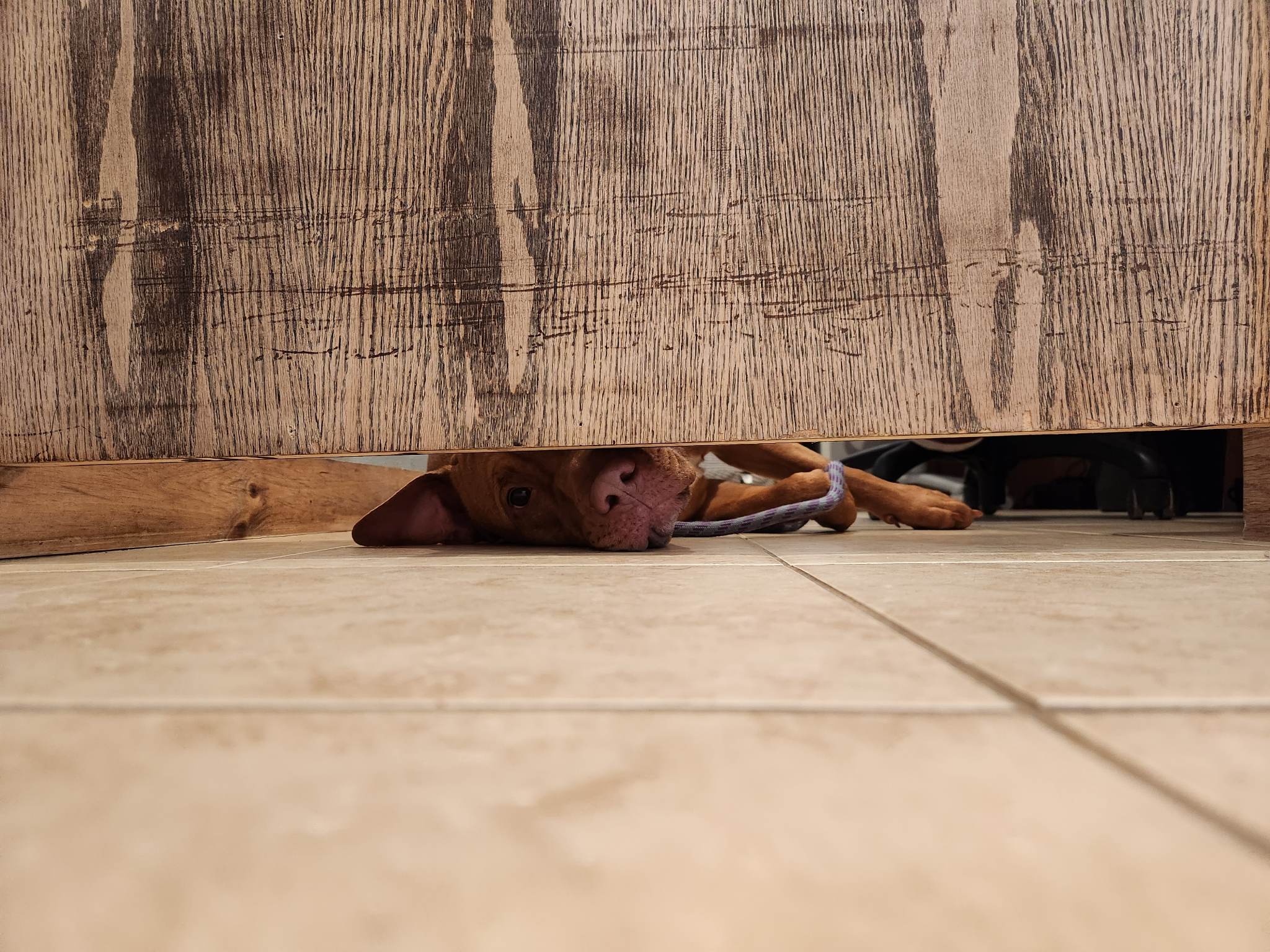 Brown dog peeking under a wooden gate from inside a kennel area