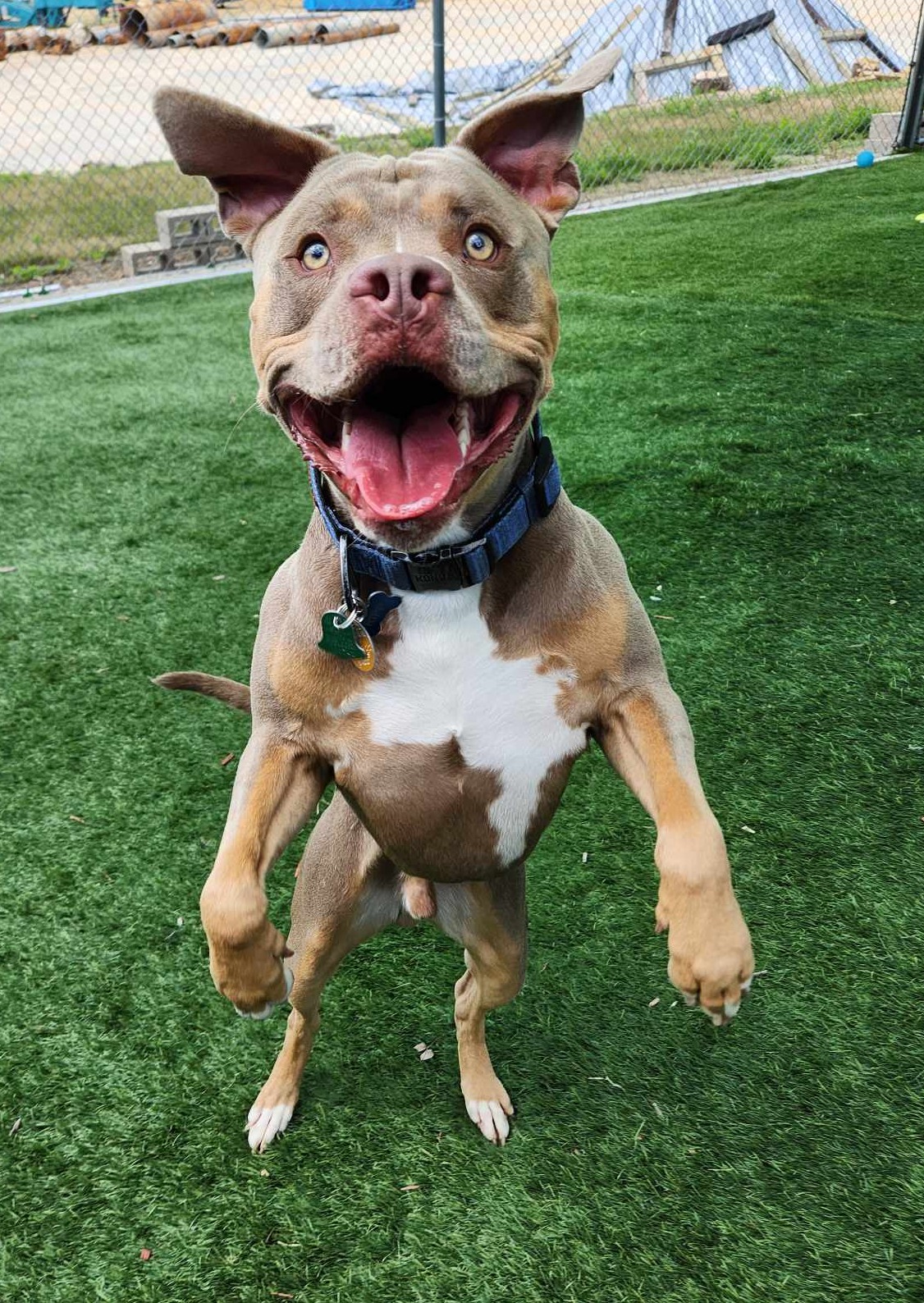 Tan and white dog standing upright on turf