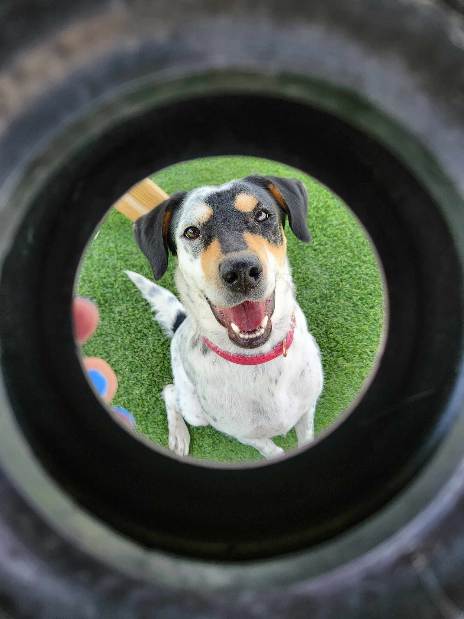 Spotted dog seen through a circular play ring while smiling at the camera