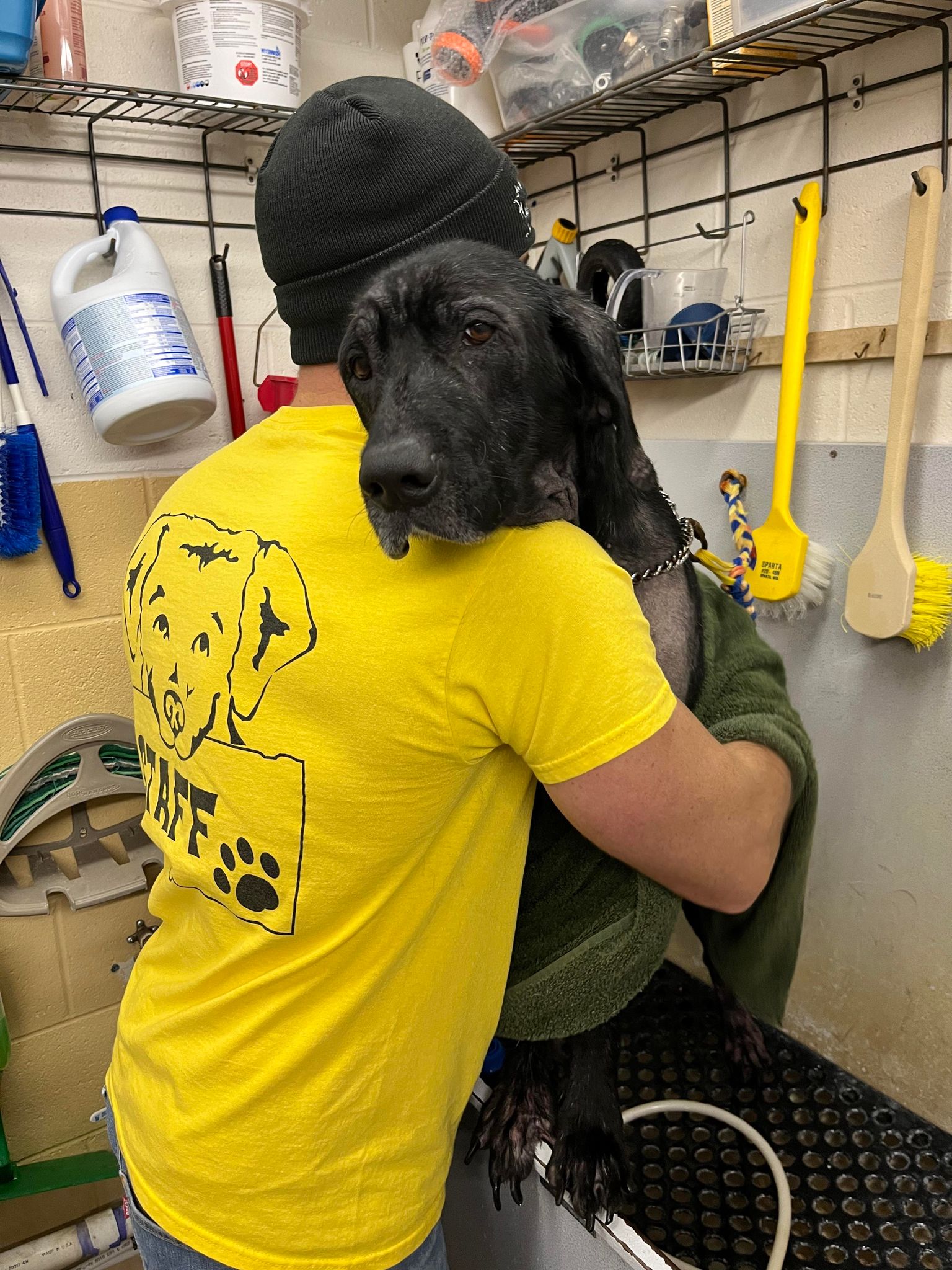 Black dog being held and comforted by a staff member in a wash room