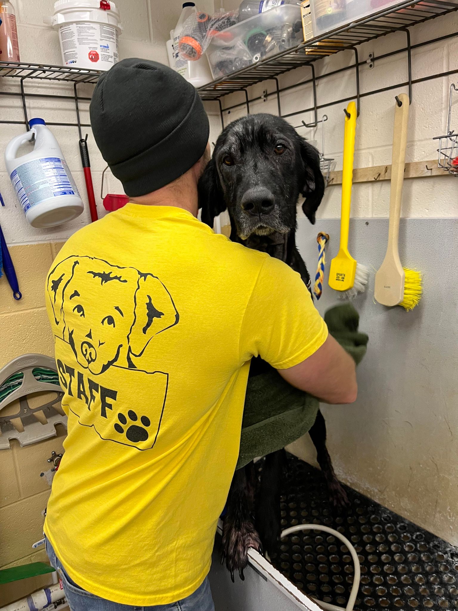 Black dog facing camera while being supported by staff wearing a yellow shirt