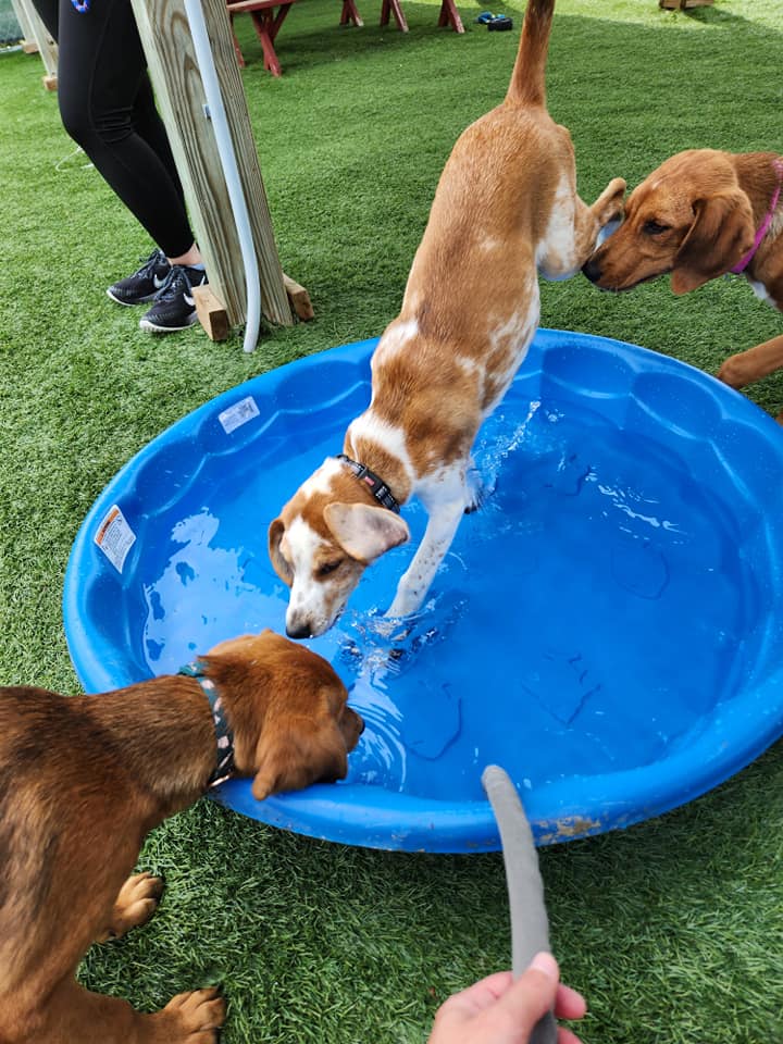 Three dogs investigating and splashing around a blue kiddie pool