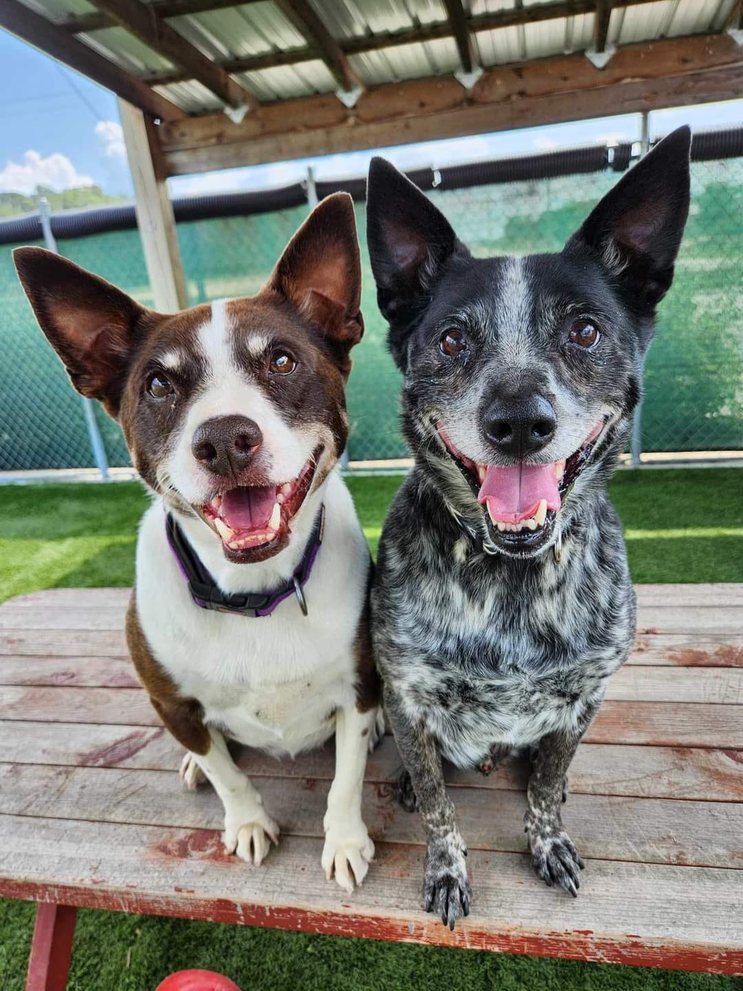Two smiling dogs sitting side by side on a picnic table