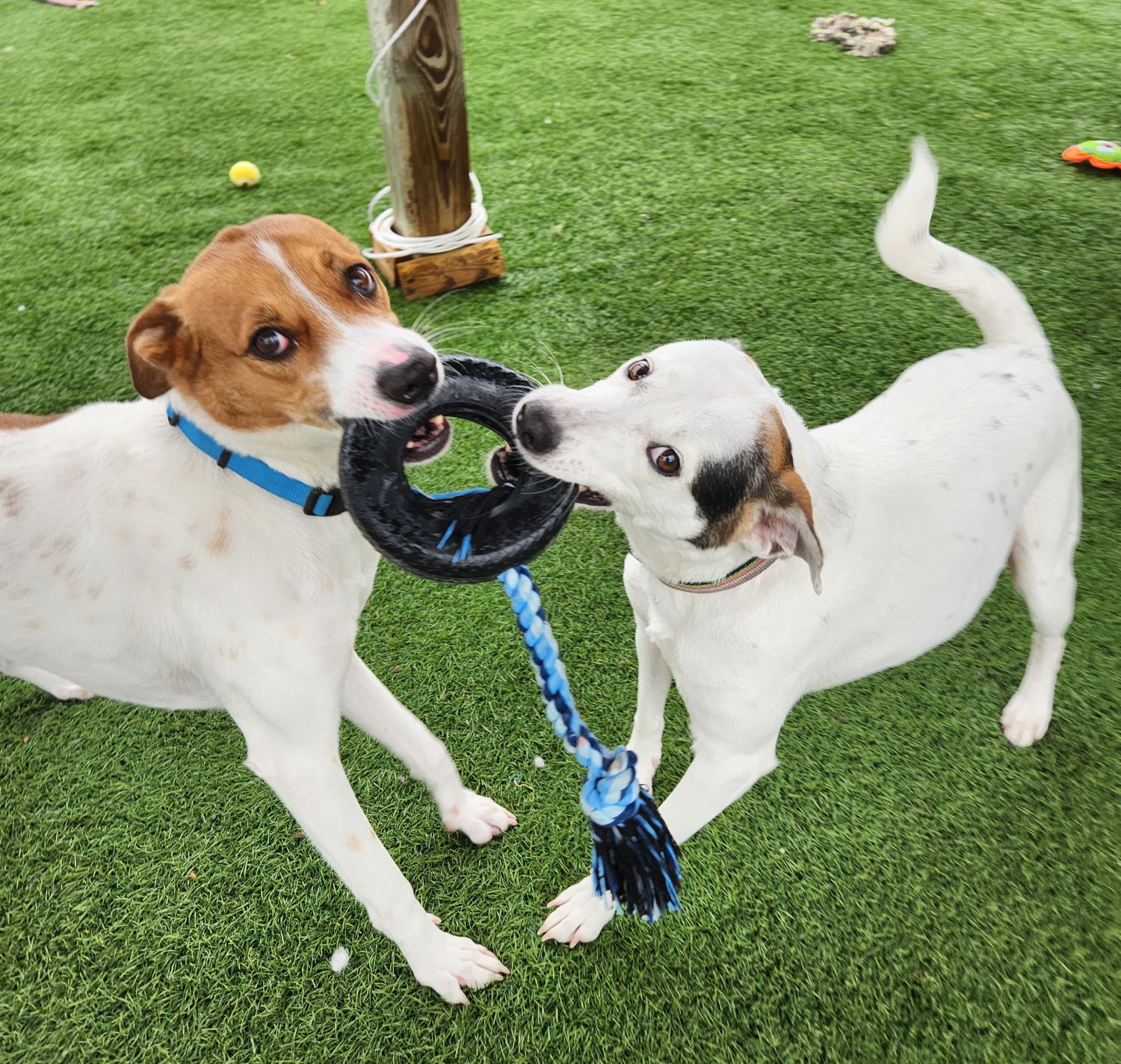 Two white dogs playing tug of war with a ring and rope toy