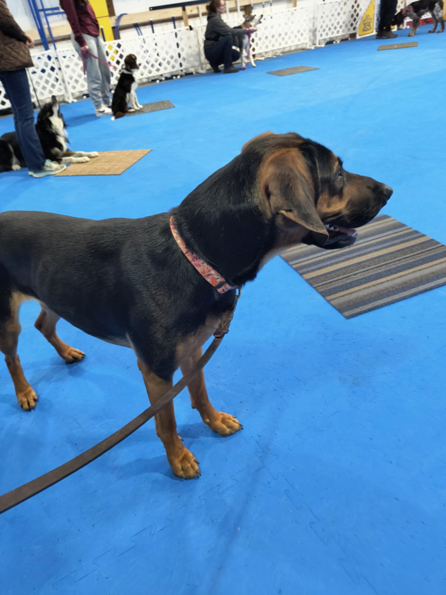 Blue-eyed husky chewing a yellow squeaky toy while lying on turf