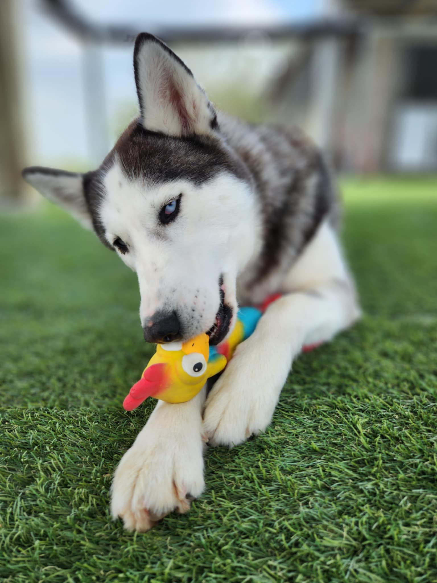 Leashed dog standing alert in an indoor training class on blue flooring