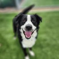 Square close-up portrait of a black and white dog with blurred background