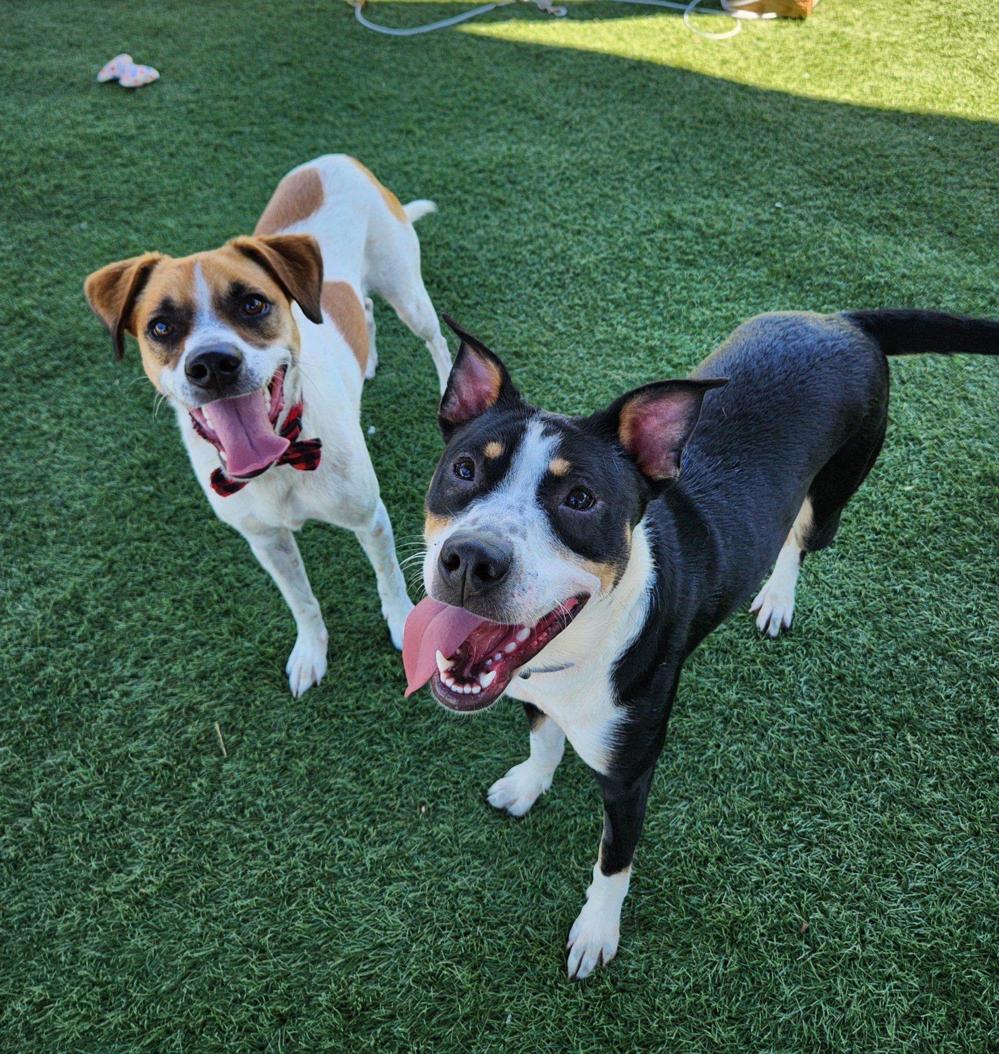 Small tan dog resting on a dark leather couch indoors