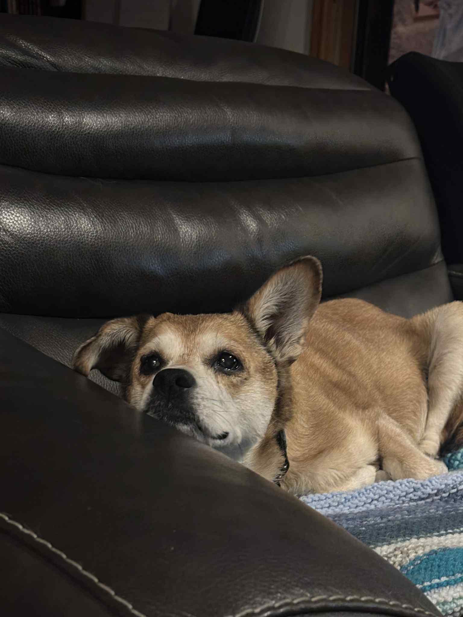Two dogs with tongues out smiling at the camera on turf