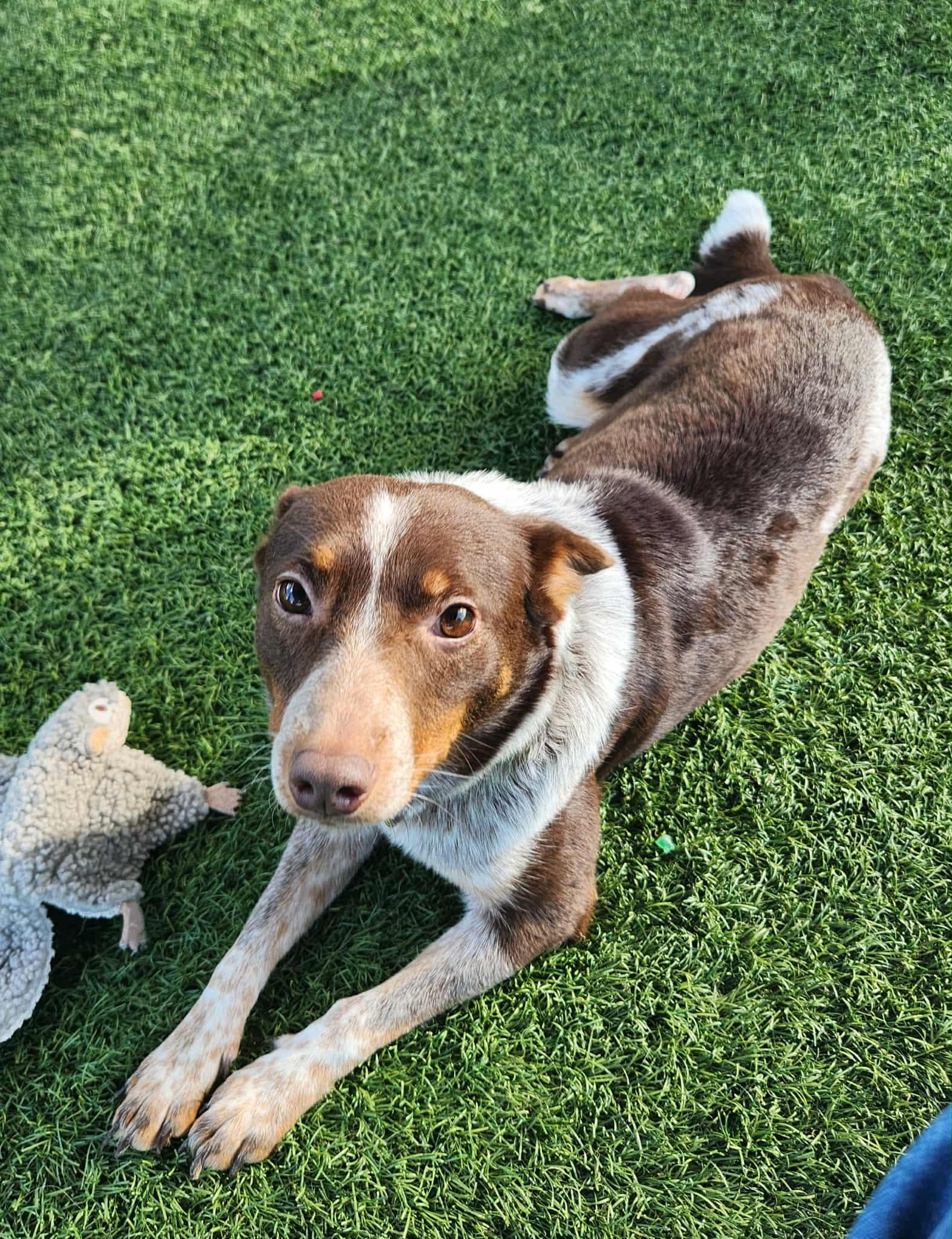 Brown and white dog lying on turf near a plush toy