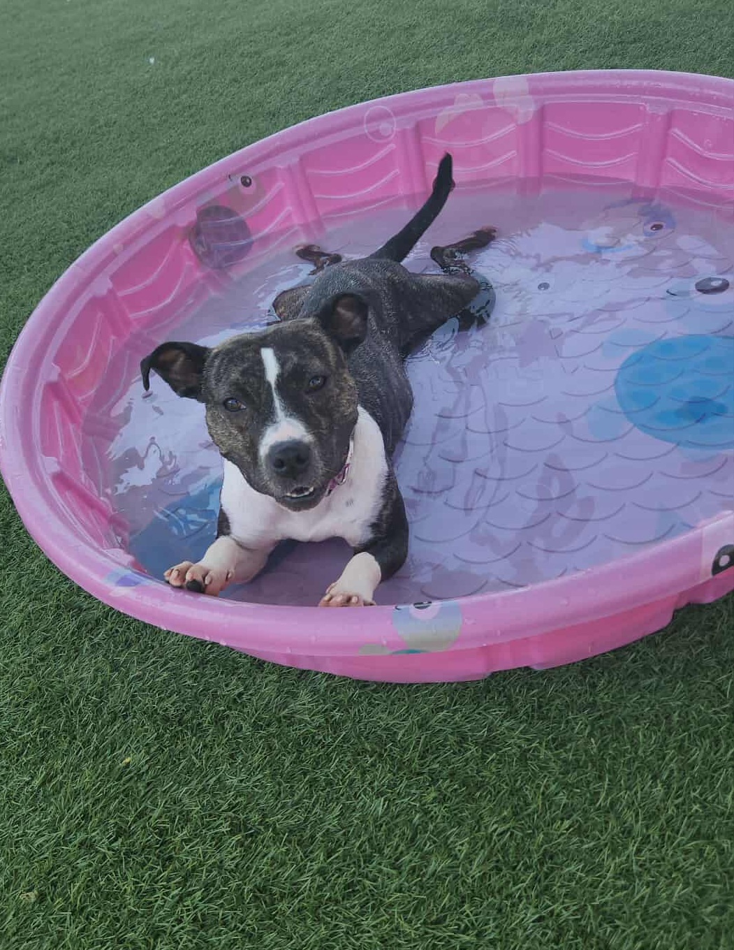 Black and white dog lying in a pink kiddie pool outdoors