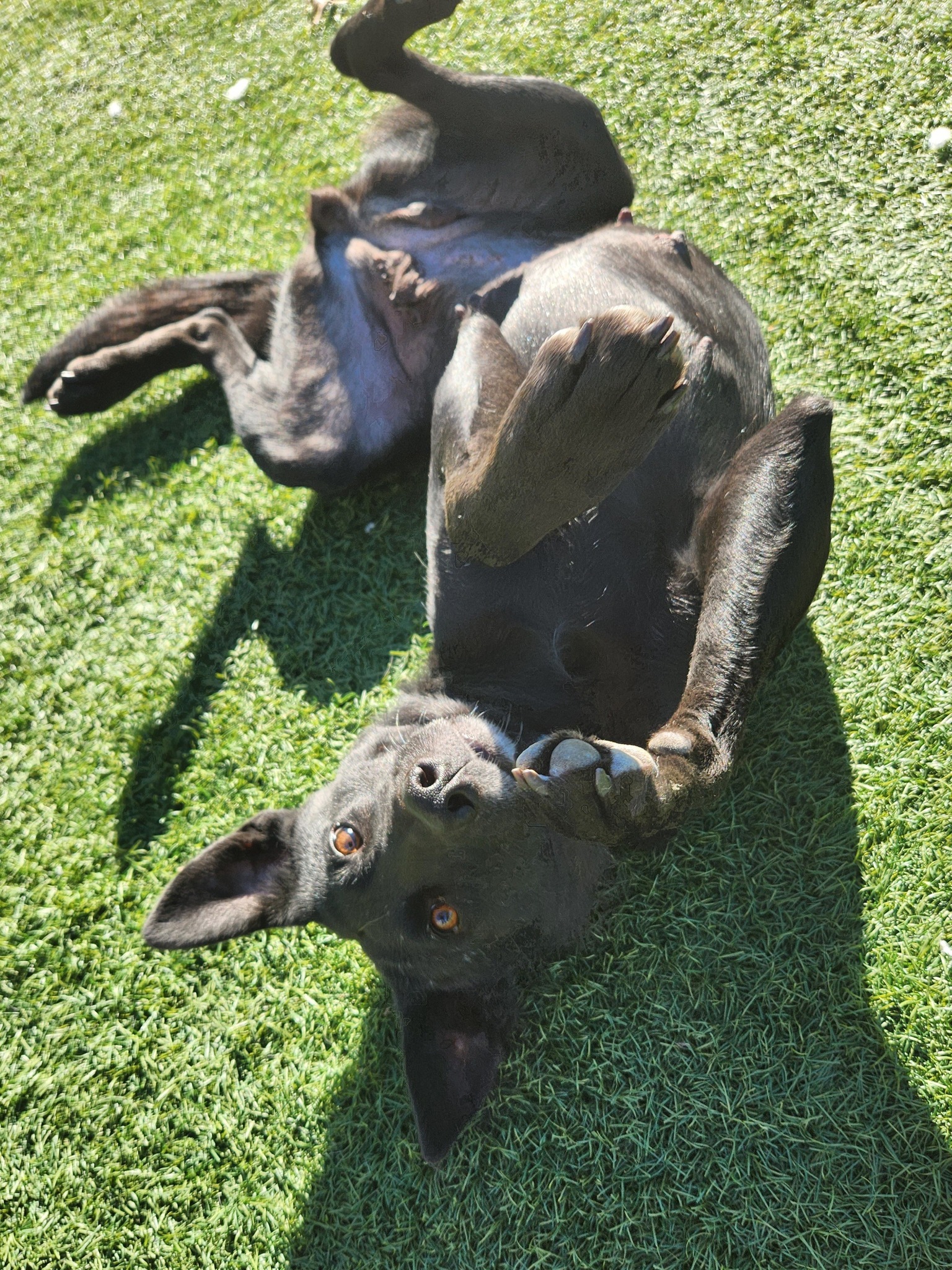 Sign graphic reading Monroe County Dog Shelter and Animal Welfare Department with colorful paw prints and street address