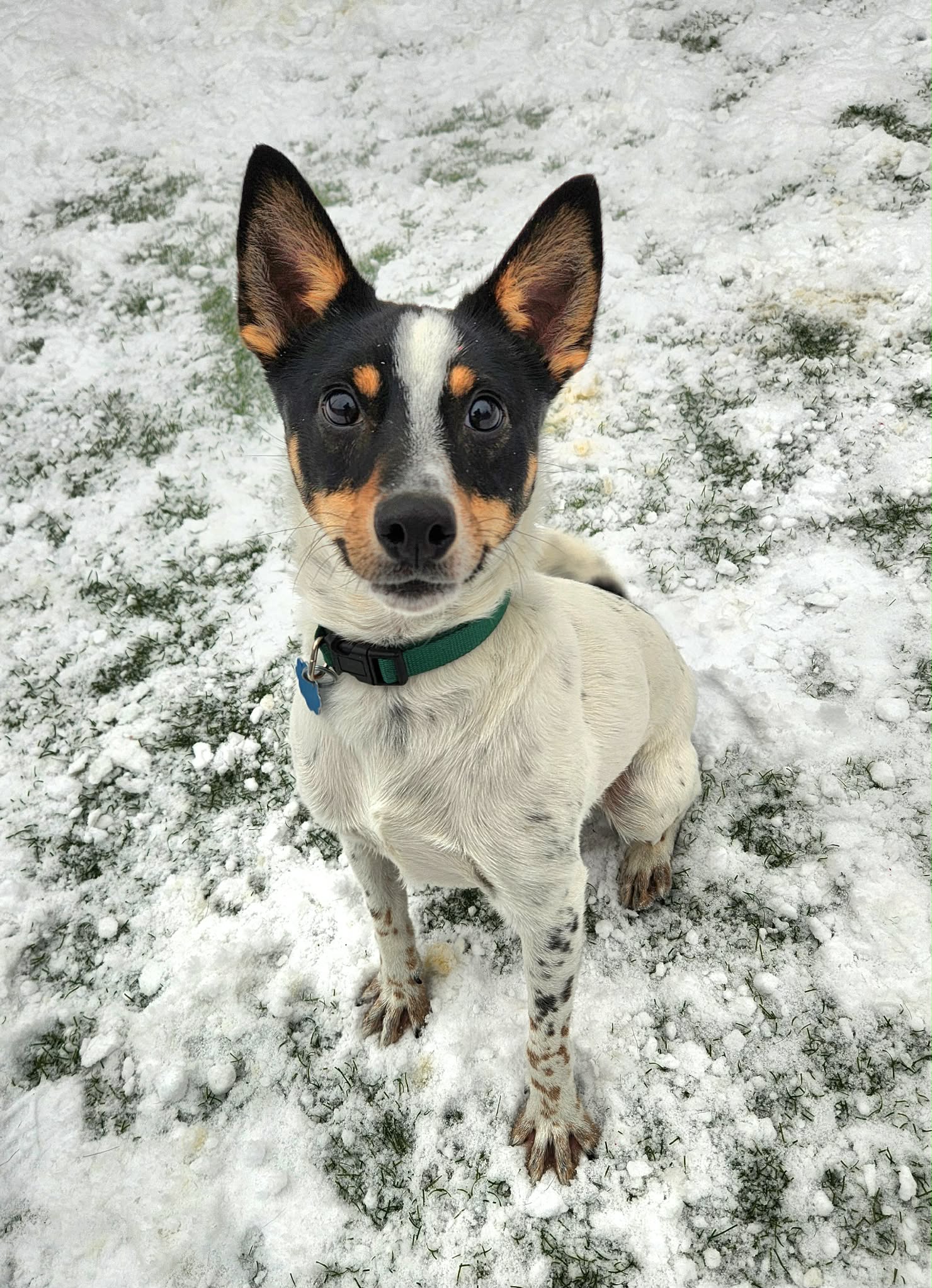 Gray Great Dane standing in snow wearing a pink collar
