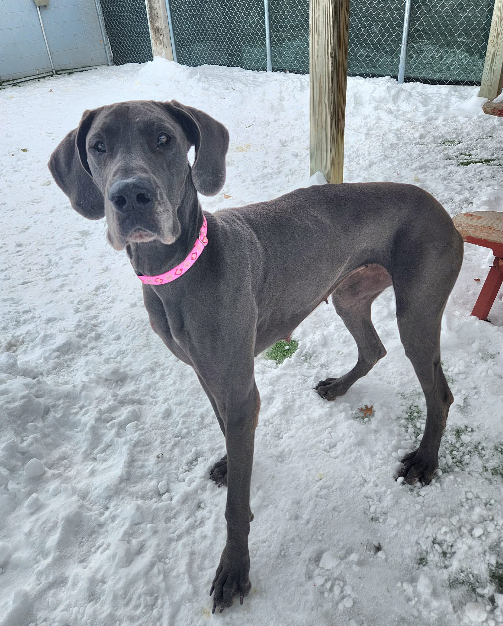 Tri-color dog sitting attentively in light snow