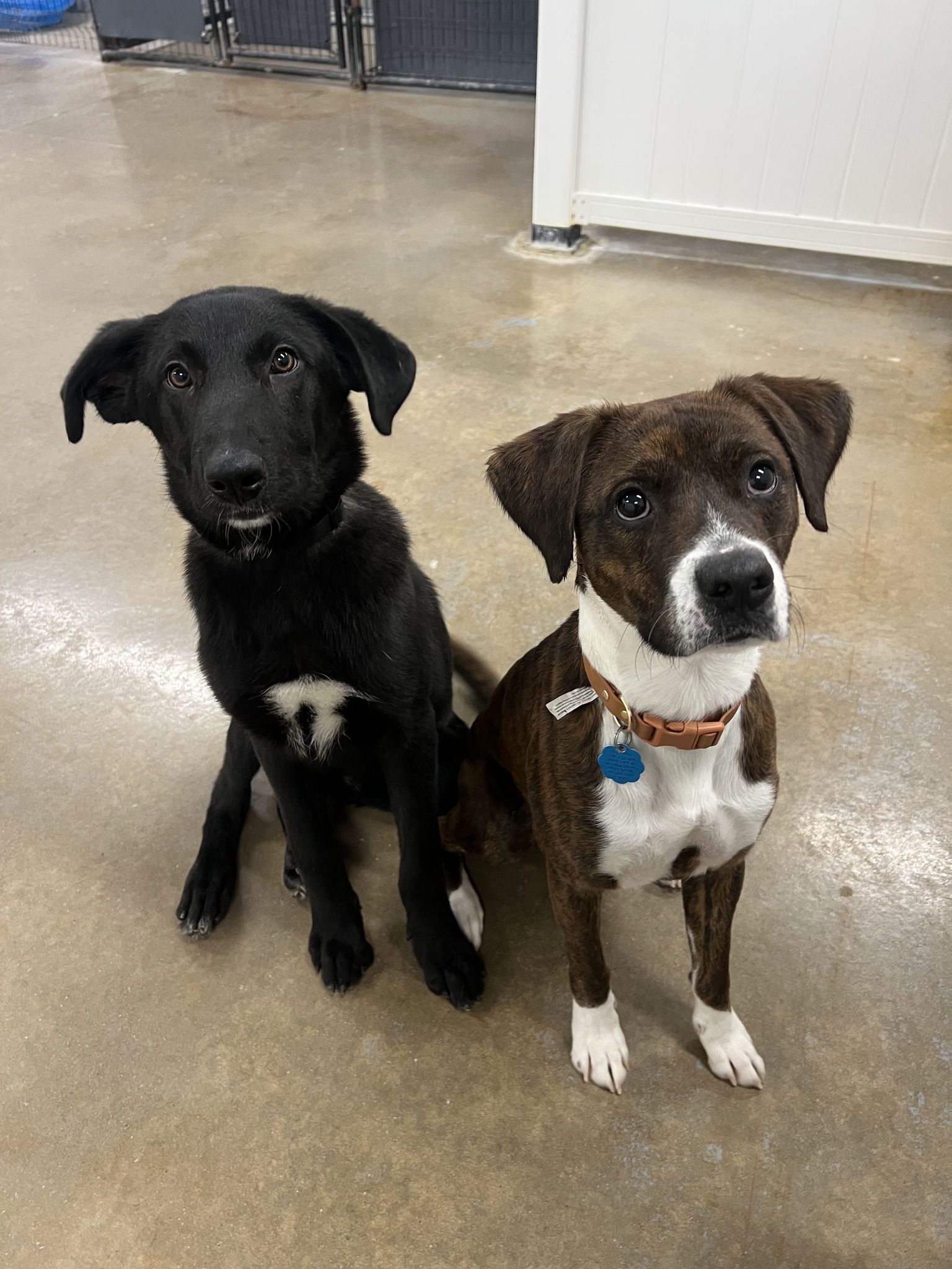 Two smiling dogs on a picnic table under shelter roof