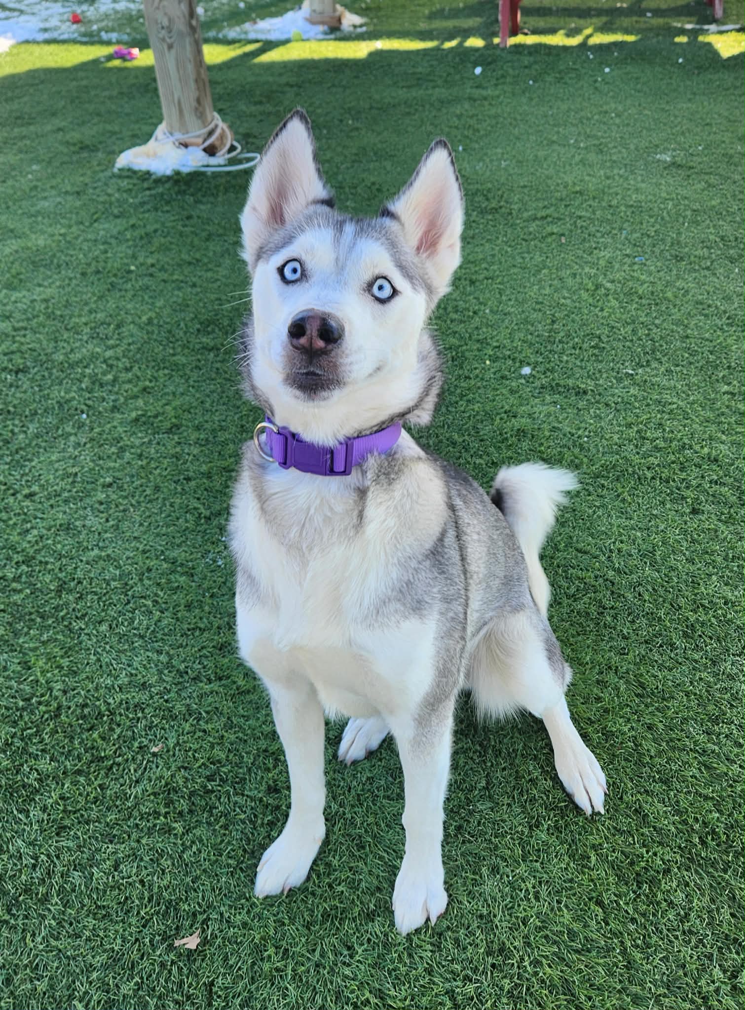 Blue-eyed husky with purple collar sitting on turf