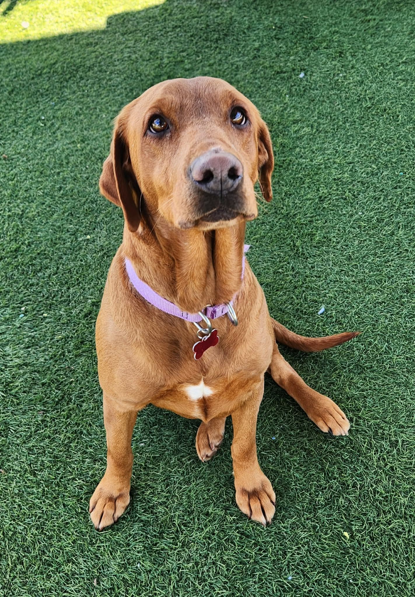 Brown dog sitting and looking up at the camera on turf