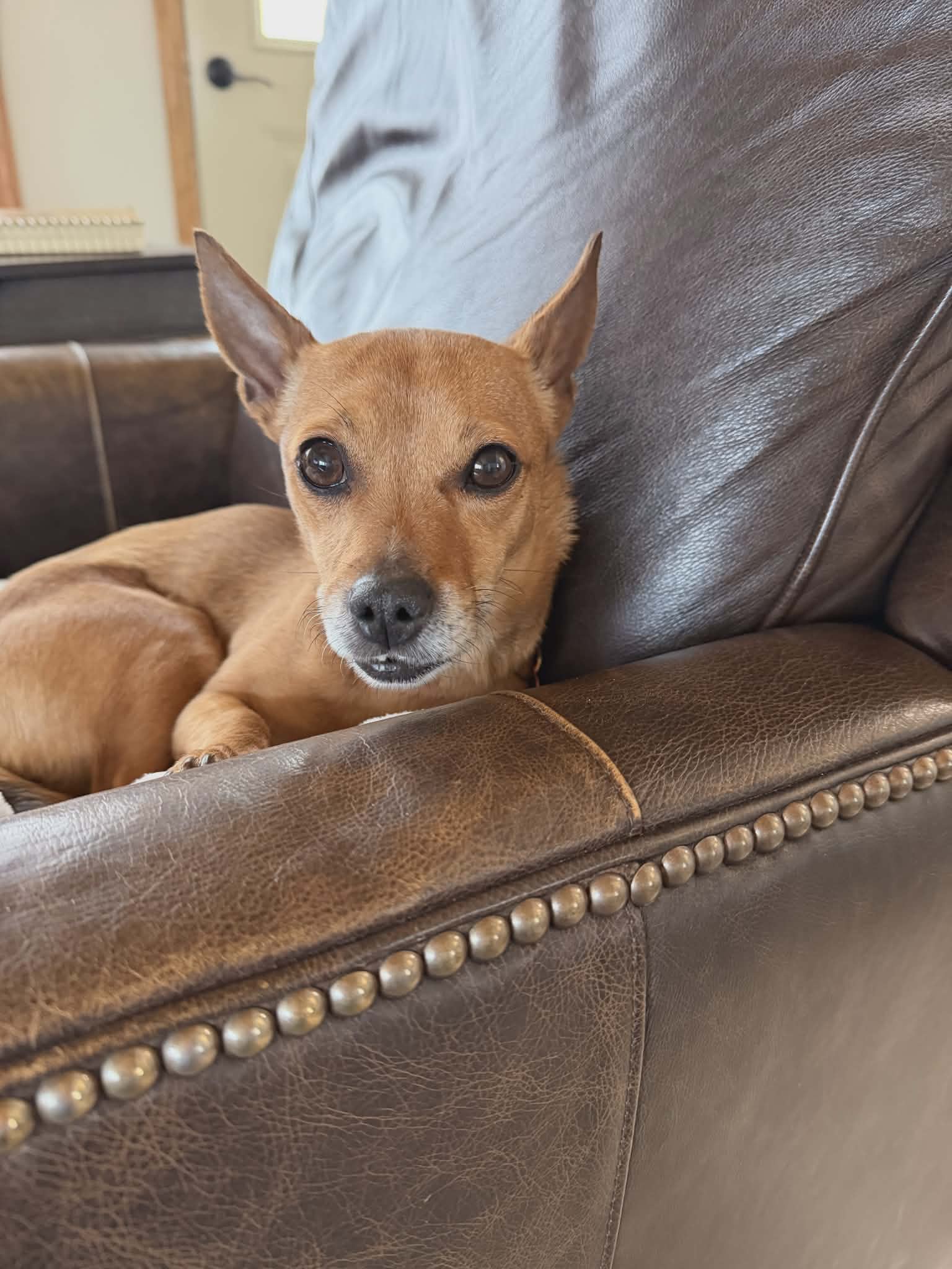 Small tan dog resting on a leather armchair